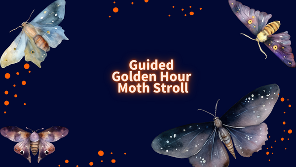 "Guided Gold Hour Moth Stroll" text and graphics of moths.