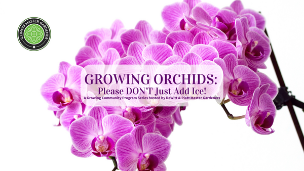 Growing Orchids: Please DON'T Just Add Ice, purple orchids on a white background pictured