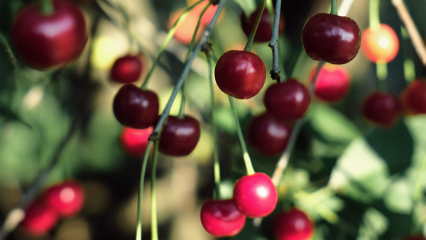 red cherries growing on a tree