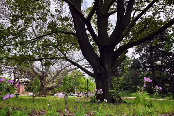 A large oak tree behind blooming flowers