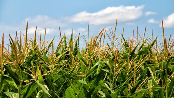 corn field in daylight 