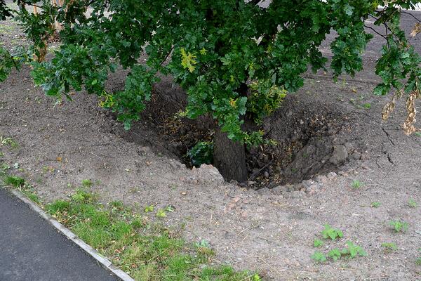 A tree buried by grade change during construction causing a hole around it.