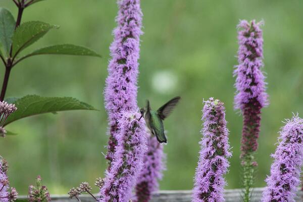 A ruby-throated hummingbird visiting a purple blazing prairie star plant.