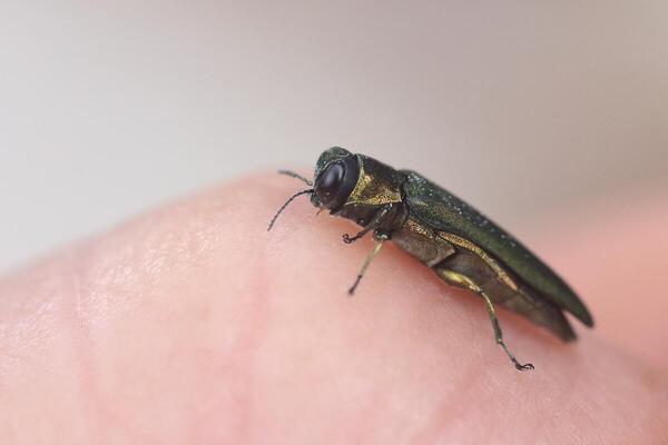 an adult emerald ash borer, a small metallic green beetle perched on a hand