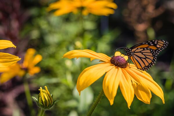 A monarch butterfly on a yellow-eyed Susan flower bloom. 