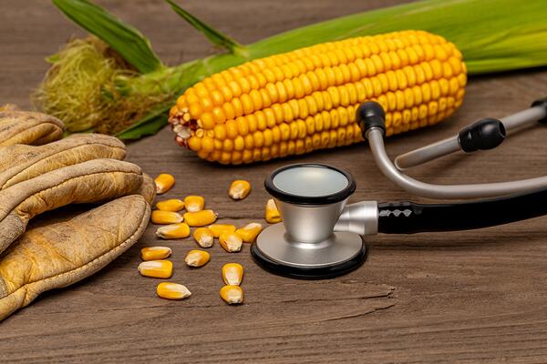An ear of field corn, dirty worn gloves, and a stethoscope sitting on a wooden table. 