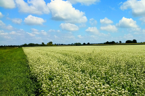 a field of grassland with the clouds above