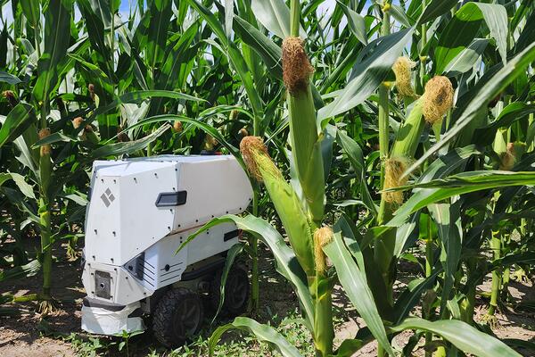 A robot traveling down a field's corn rows.  