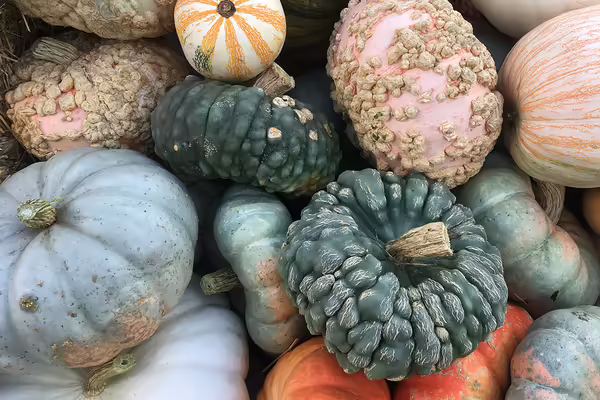 A pile of specialty decor pumpkins of a variety of shapes, sizes, and colors.