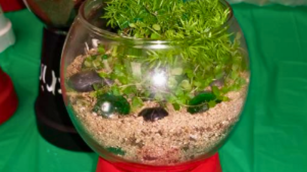 a glass bowl with sand, pebbles and plants called a terrarium