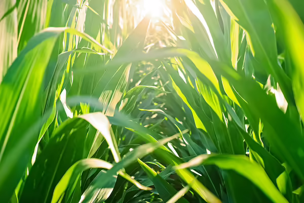 The sun shining through rows of growing corn in a field.