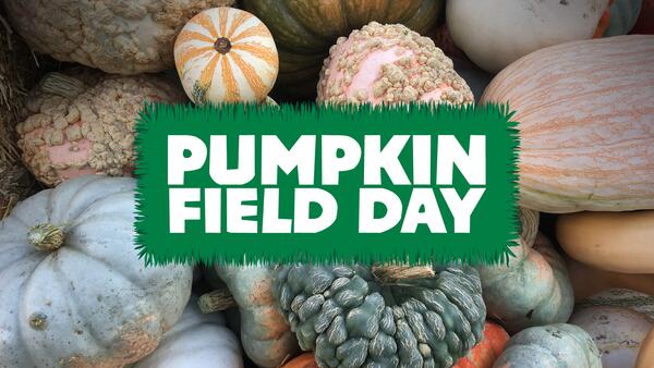 Stack of multiple styles and colors of decorative pumpkins with text overlay saying Pumpkin Field Day.