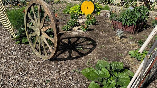 plants with wagon wheel