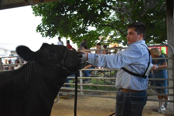 boy with black cow