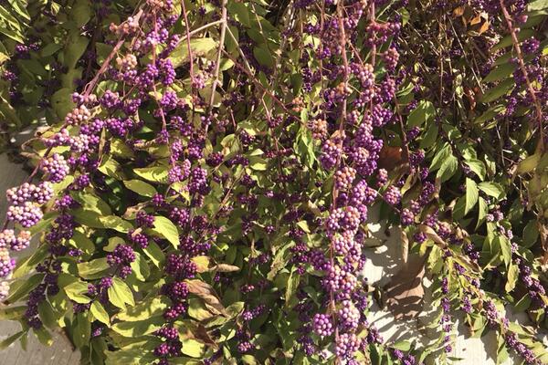 Up close view of light purple berries growing on a green beautyberry plant. 