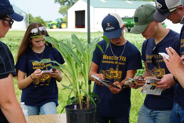 A group of youth analyzing and identifying questions about a field corn plant as part of a contest.