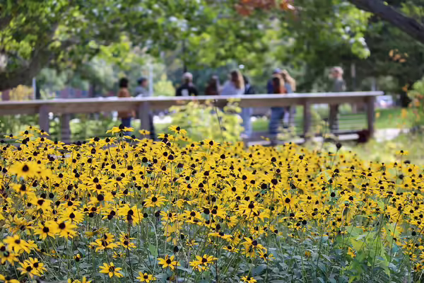yellow native flowers bloom in a garden with a background of people on a bridge