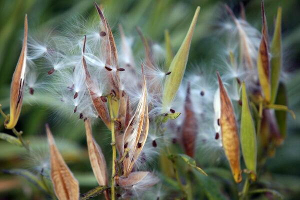 milkweed plant with seeds