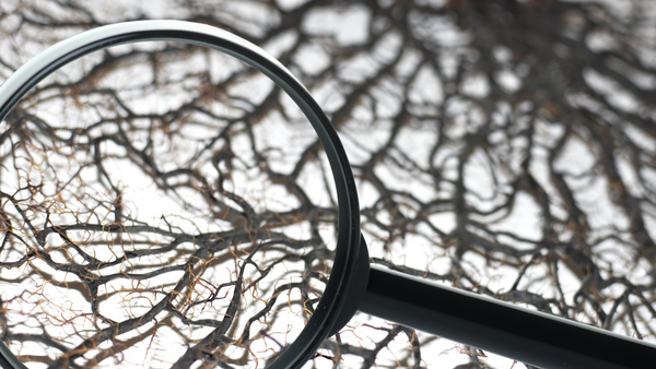 magnifying glass focused roots