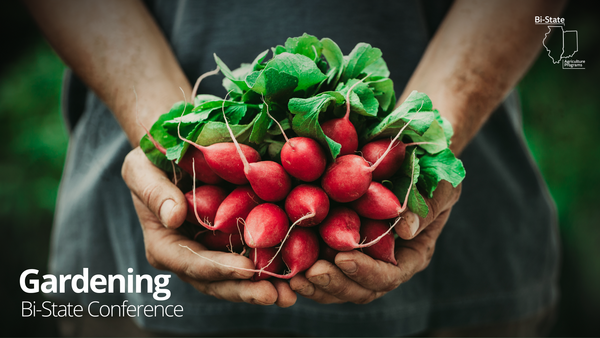 hands cradling a bundle of red radishes with green leaves