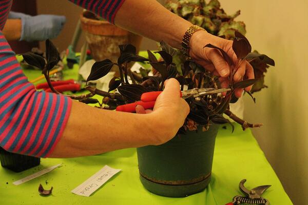 A person leaning over to use garden snips to cut off a section of the houseplant for propagation.