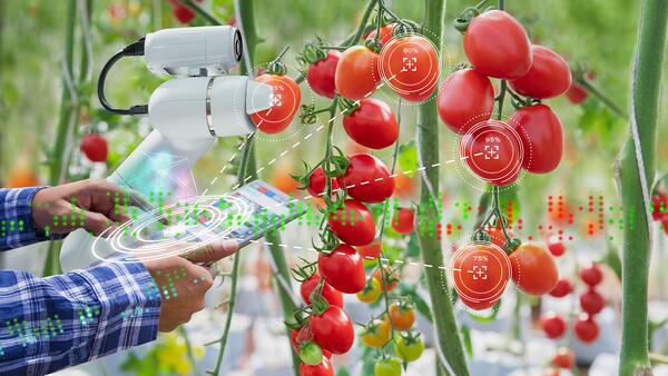 A person holding a tablet while a robot holds and analyzes tomatoes growing on a plant vine.