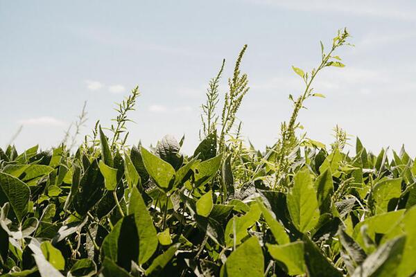 weeds growing in a farm field