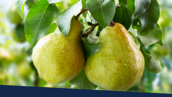 Two pears growing on a pear tree.