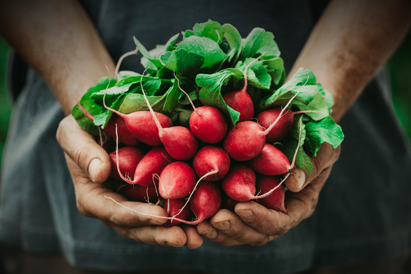 hands holding a bundle of red radishes