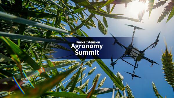 View from the ground below growing wheat field with a drone flying above.