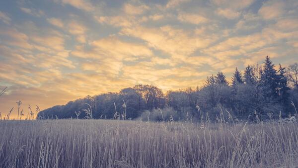 A sunrise behind a frost-covered grassland and trees.