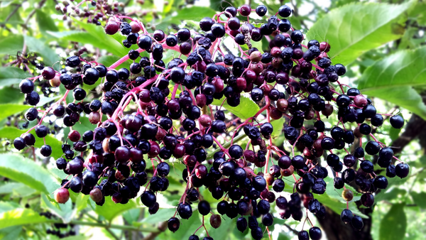 Hackberries on a vine.