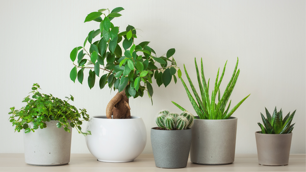 beige wall lined with 5 houseplants