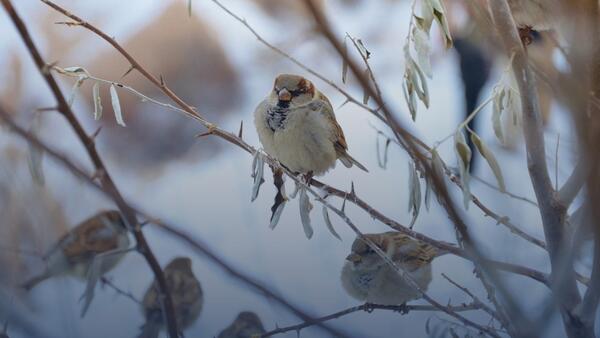 birds on snowy branch