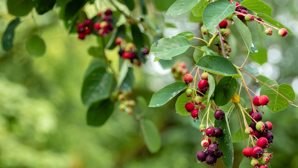 Elderberry