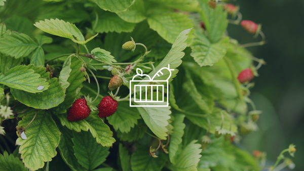 strawberry plant with produce basket graphic