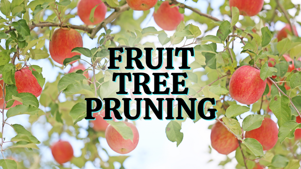 Fruit Tree Pruning text pictured over fruit tree in the sky