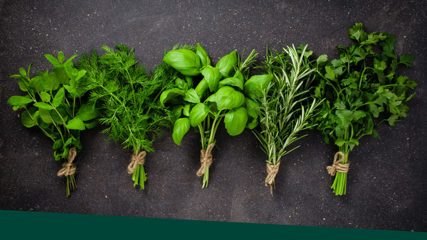 Various fresh herbs tied together in bunches displayed on a dark background.