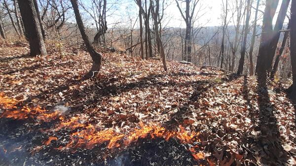 low burning fire in fallen leaves on hilltop