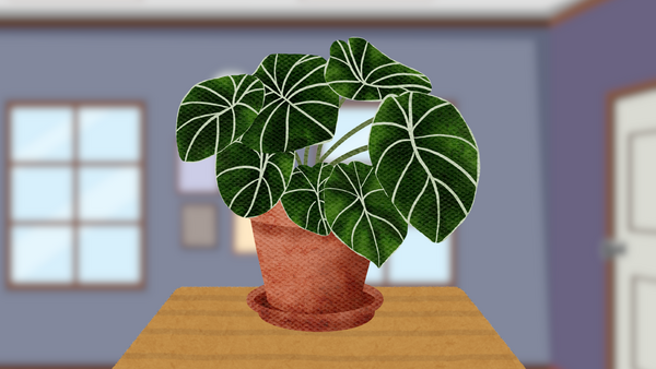 houseplant on table