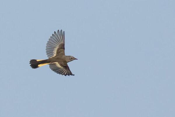 a bird flying against a blue sky 