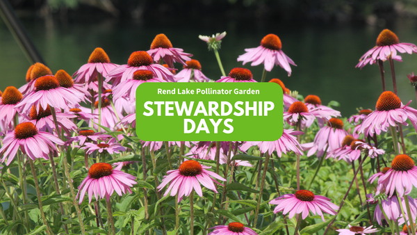 pink flowers, "Rend Lake Pollinator Garden Stewardship Days"