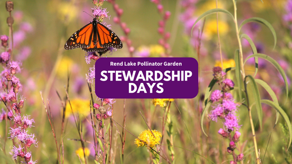 butterfly on flowers, "Rend Lake Pollinator Garden Stewardship Days"