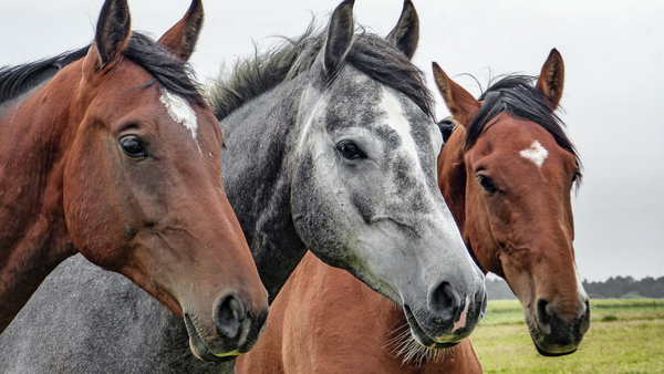 Horses stand in a row.