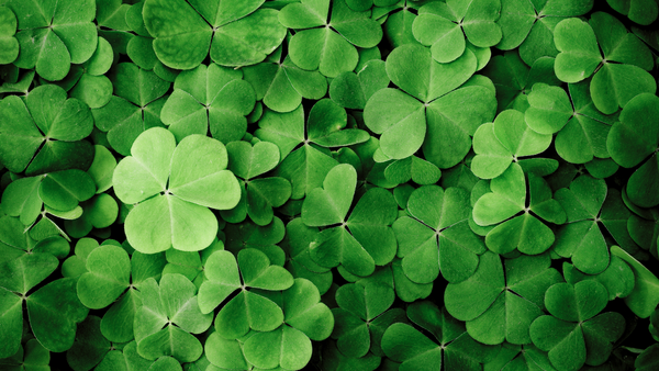 Field of clovers.