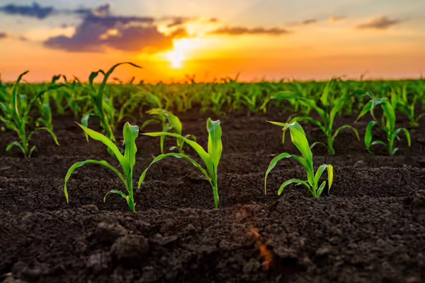 close up of crops sprouting from the ground with a sunset in the background