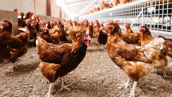 A group of chickens walking around open pens inside a confinement building.