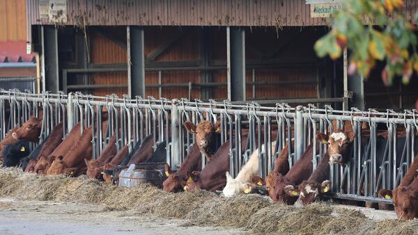 A group of beef cattle in the distance stand with their heads through a feeder eating hay.