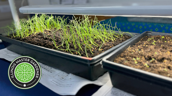 seedling growing in trays with light over them