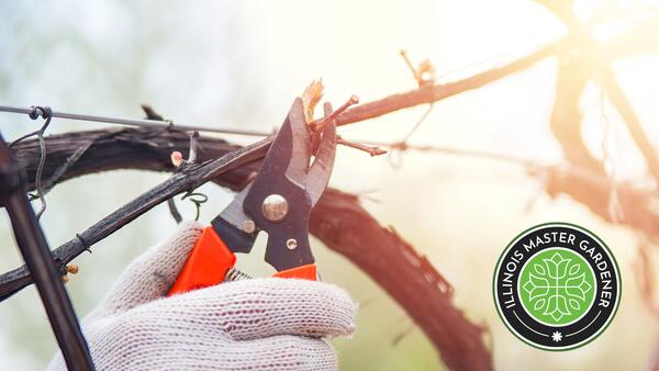 pruning shears clipping a branch